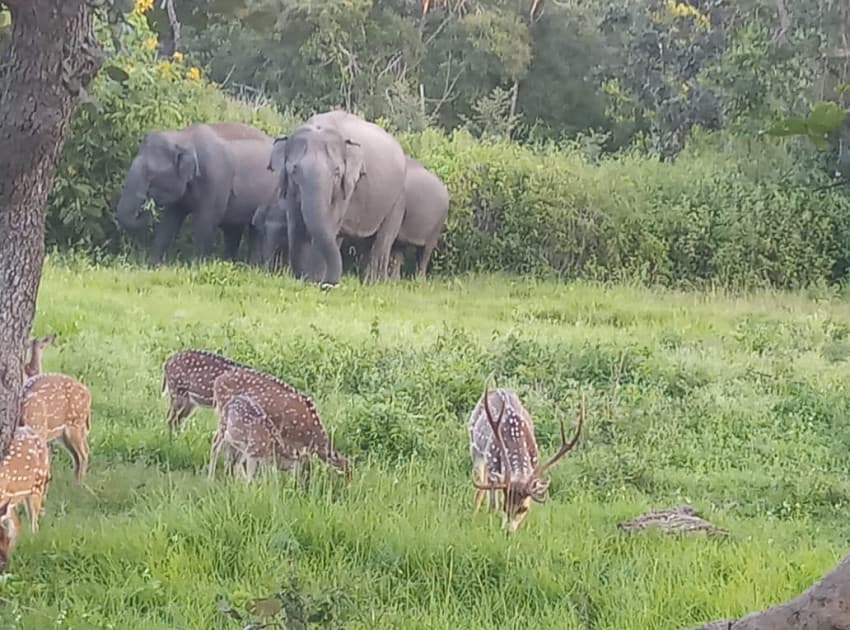 Mist Valley Wildlife Resort - Image 3